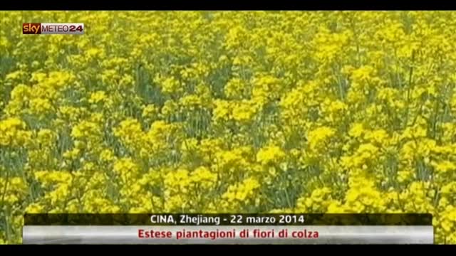 Cina, estese piantagioni di fiori di colza