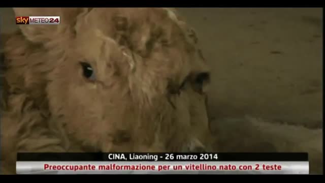 Cina, malformazione di un vitellino nato con 2 teste