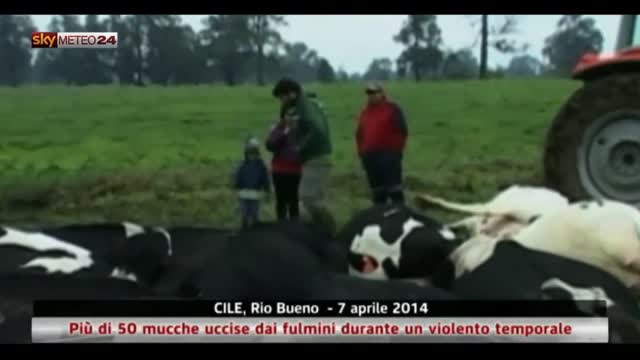 Cile, Più di 50 mucche uccise dai fulmini durante temporale