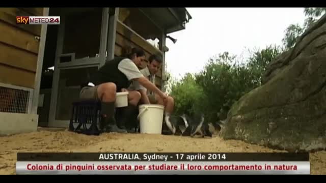 Australia, si studia il comportamento dei pinguini in natura