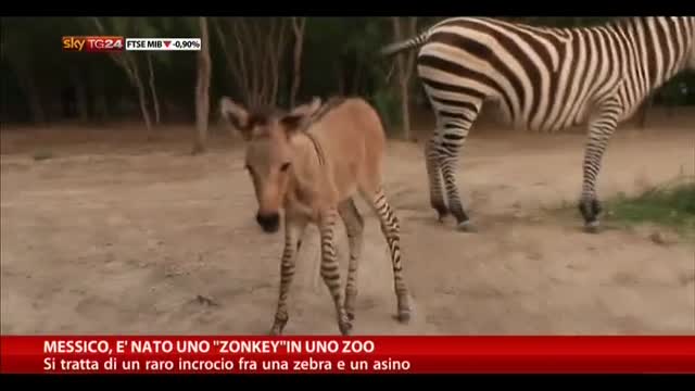 Messico, in uno zoo nasce un incrocio fra zebra e asino