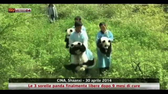 Cina, 3 sorelle panda libere dopo 9 mesi di cure. Video