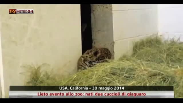 Usa, lieto evento allo zoo: nati due cuccioli di giaguaro