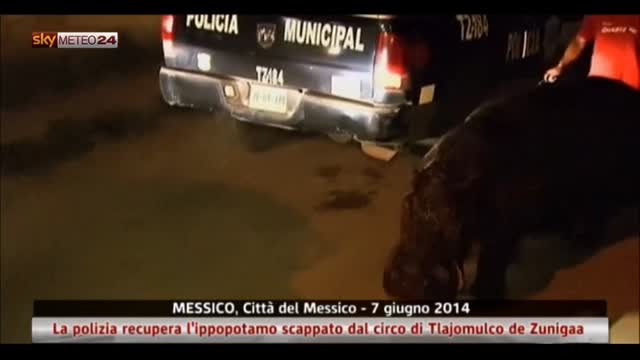 Messico: la polizia recupera l'ippopotamo scappato dal circo