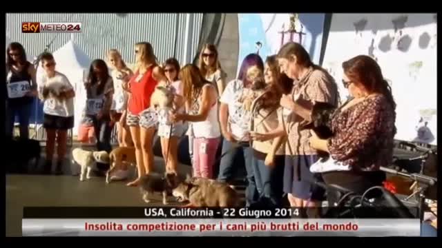 Usa: insolita competizione per i cani più brutti del mondo