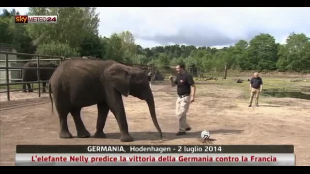 L'elefante Nelly predice vittoria Germania contro la Francia