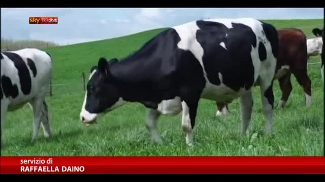 Quote latte, dall'Unione Europea maxi multa all'Italia