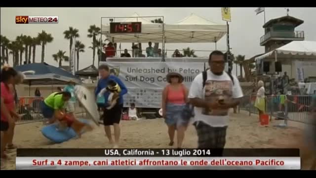 California: surf a 4 zampe, cani sportivi affrontano le onde