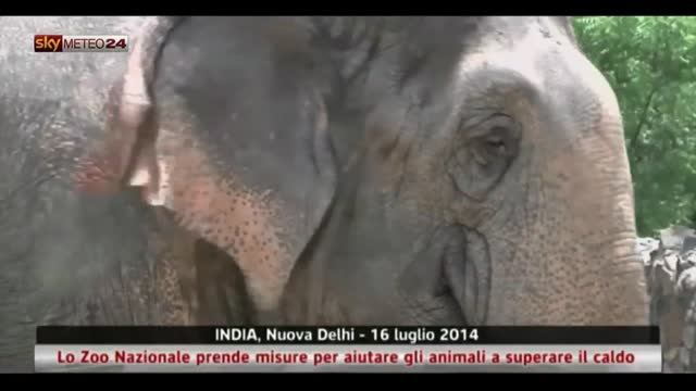 India, Zoo Nazionale aiuta gli animali a superare il caldo