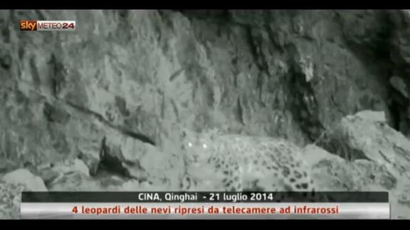Cina, leopardi delle nevi ripresi da telecamere infrarossi