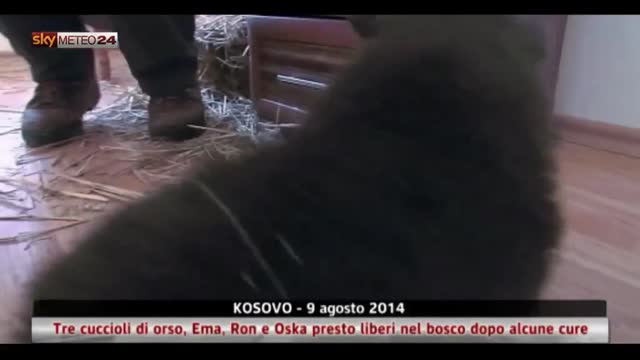 Kosovo, 3 cuccioli d'orso presto liberi nel bosco dopo cure