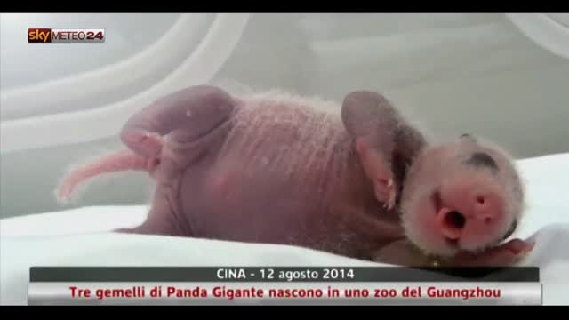 3 gemelli di Panda Gigante nascono in uno zoo del Guangzhou