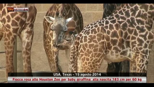Texas, fiocco rosa allo Houston Zoo per una giraffina