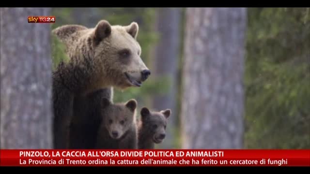 Pinzolo, la caccia all'orso divide politica e animalisti