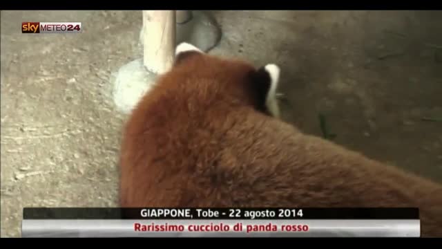 Giappone, rarissimo cucciolo di panda rosso