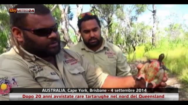 Dopo 20 anni avvistate rare tartarughe nel Queensland