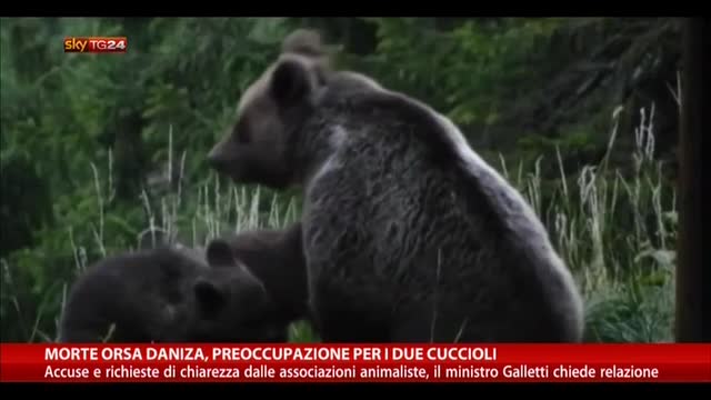 Morte orsa Daniza, preoccupazione per i due cuccioli