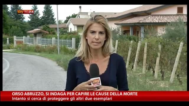 Orso Abruzzo, si indaga per capire le cause della morte