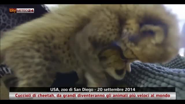 Zoo di San Diego, Cuccioli di cheetah