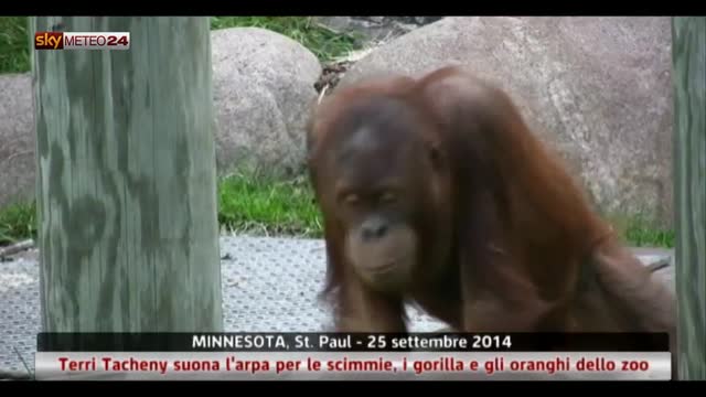 Minnesota:Tacheny suona arpa per scimmie e gorilla dello zoo