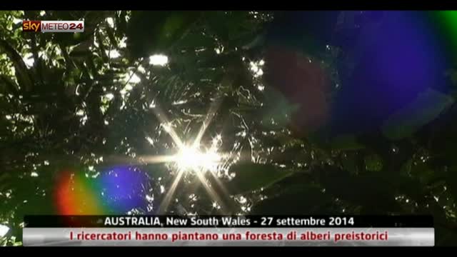 Australia, foresta di alberi preistorici
