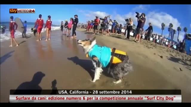 Usa, “Surf City Dog”: spettacolo dei nostri amici a 4 zampe