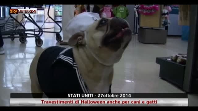 Stati Uniti, travestimenti Halloween anche per cani e gatti