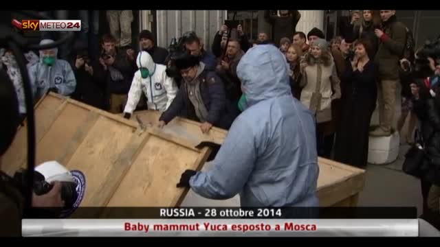 Russia, baby mammut Yuca esposto a Mosca