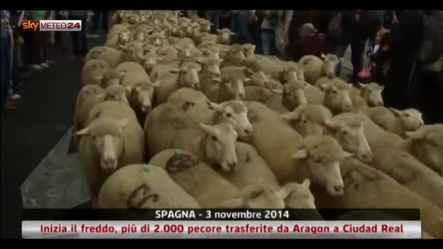 Con il freddo, più di 2mila pecore trasferite a Ciudad Real