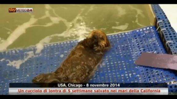 USA: un cucciolo di lontra salvato nei mari della California
