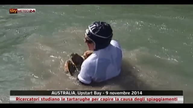 Australia, ricercatori studiano spiaggiamenti tartarughe