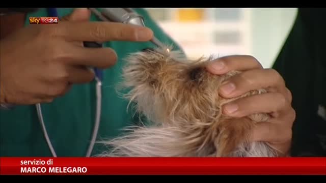 Italia, prima banca dati per cani donatori di sangue