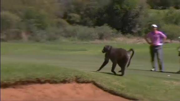 Golf, c'è un babbuino: Donald scappa dal campo