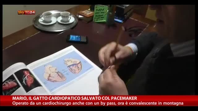 Mario, il gatto cardiopatico salvato col pacemaker