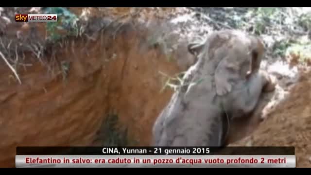 Cina, elefantino in salvo: era caduto in un pozzo vuoto