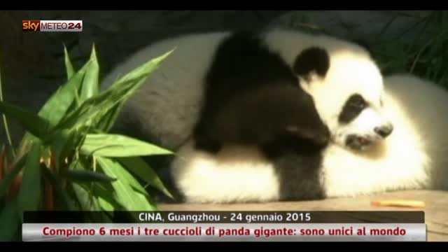 Cina, 6 mesi per 3 cuccioli di panda gigante, unici al mondo