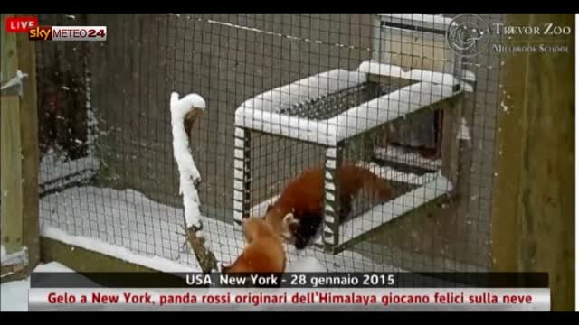 NY, i panda rossi originari dell’Himalaya giocano nella neve