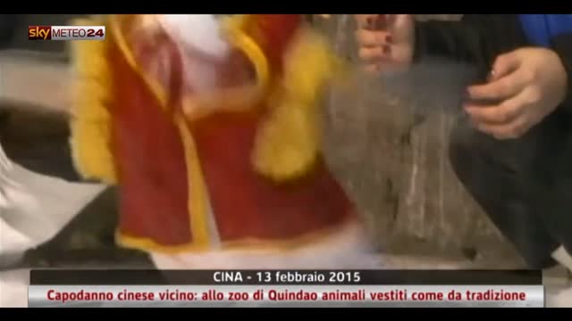 Capodanno Cina: in zoo Quindao animali vestiti da tradizione