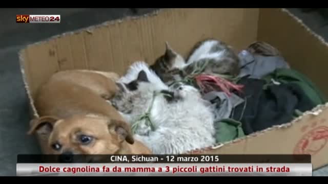 Cina, dolce cagnolina fa la mamma di 3 piccoli gattini