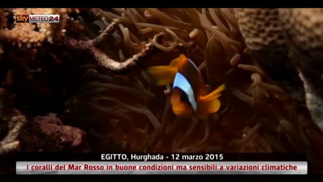Egitto, i coralli del Mar Rosso in buone condizioni