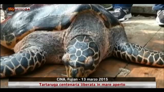 Cina, tartaruga centenaria liberata in mare aperto
