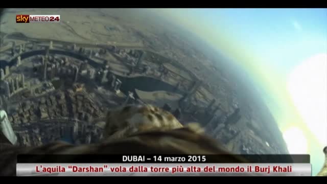Dubai, l'aquila “Darshan” vola da torre più alta del mondo