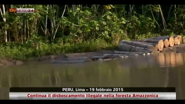 Perù, continua disboscamento illegale foresta amazzonica