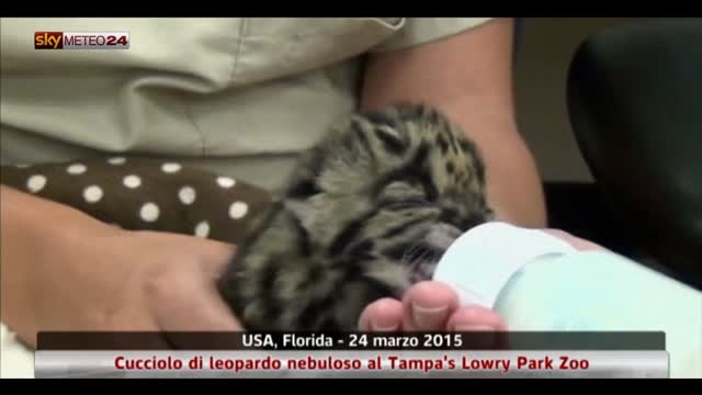 Usa, cucciolo di leopardo nebuloso al Tampa's Lowry Park Zoo
