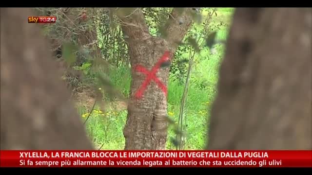 Xylella, Francia blocca importazioni di vegetali da Puglia