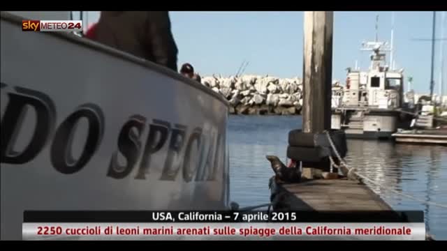 Usa, 2250 leoni marini arenati su spiagge della California