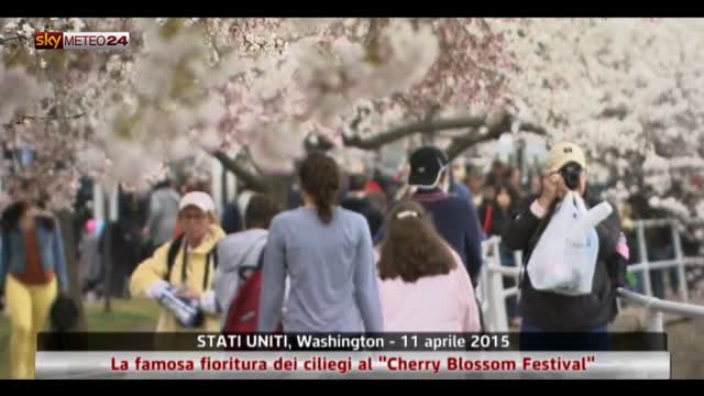 Usa, la fioritura dei ciliegi al "Cherry Blossom Festival"