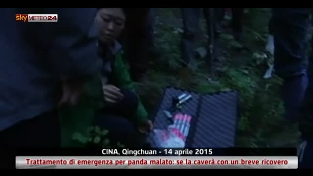 Cina, trattamento di emergenza per panda malato