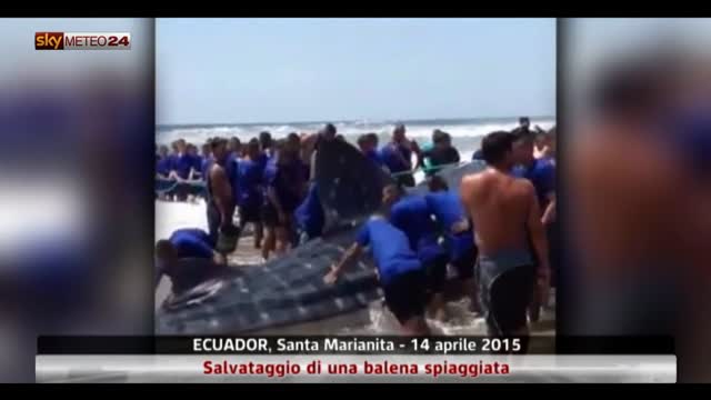Ecuador, salvataggio di una balena spiaggiata