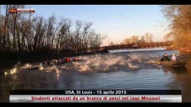 Usa, studenti attaccati da un branco di pesci nel lago